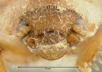 Media type: image;   Entomology 24468 Aspect: head frontal view